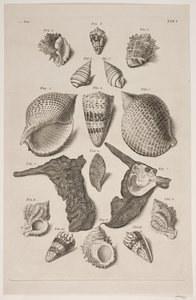 Planche avec coquillages. Planche 1. - Franz Michael Regenfus