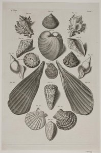 Planche avec coquillages. Planche 4. - Franz Michael Regenfus