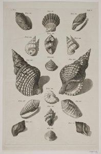 Planche avec coquillages. Planche 5. - Franz Michael Regenfus