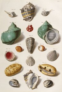 Divers coquillages, 1758 - Franz Michael Regenfus