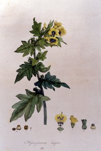 De la «Flora Monacensis» de F. De Paola De Schrank. Munich 1816 - Franz Schrank