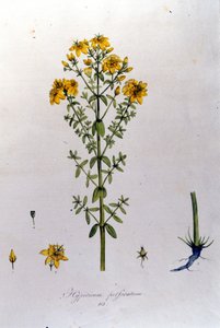 Le millepertuis ou herbe de Saint-Jean (herbe de Saint-Jean) de la « Flora Monacensis » de F. De Paola De Schrank. Munich 1816 - Franz Schrank