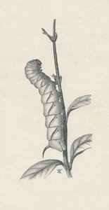 Chenille adulte du Sphinx du Troène, également occupée - Fred Enock