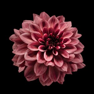 Dahlia bordeaux intense - Fred Louwen
