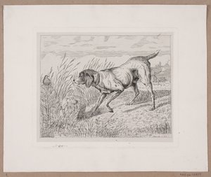 Un chien de chasse - Frede Aamodt