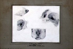 Études du chien de l
