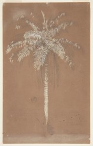 Palmier Abaye, Mont Salus, Jamaïque