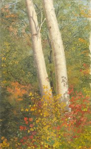 Bouleaux en automne