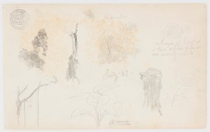 Esquisses botaniques de Colombie : Bambous, troncs et détails - Frederic Edwin Church