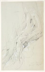 Racines de cotonnier poussant sur une pente, Jamaïque - Frederic Edwin Church