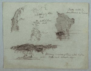 Détails de fleurs, plantes et arbres le long d