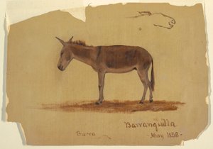 Dessin, un âne, Baranquilla, Colombie, mai 1853 - Frederic Edwin Church