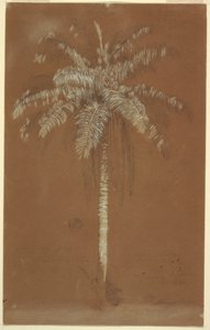 Dessin, palmier d