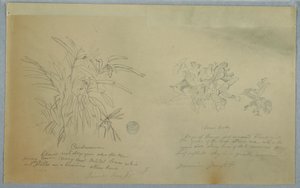 Dessin, études sur l