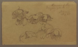 Dessin, fleurs de la colline des pingouins, août 1865 - Frederic Edwin Church
