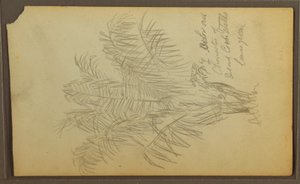 Dessin, croquis botaniques, 1857 - Frederic Edwin Church