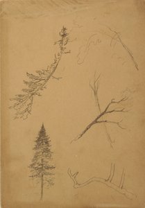 Dessin, croquis botaniques, 1888 - Frederic Edwin Church