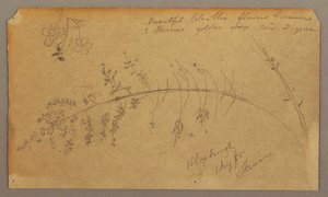 Dessin, croquis botaniques, août 1865 - Frederic Edwin Church