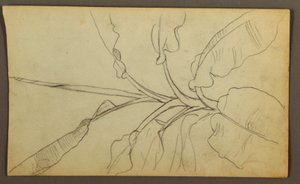 Dessin, croquis botaniques, Équateur ou Colombie ; Verso : croquis botaniques, 1857 - Frederic Edwin Church