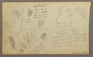 Dessin, Croquis botaniques, Équateur ou Colombie ; Verso : Croquis botaniques, 1857 - Frederic Edwin Church