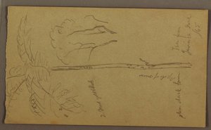 Dessin, croquis botaniques, juin 1865 - Frederic Edwin Church
