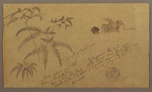 Dessin, croquis botaniques, mai-août 1865 - Frederic Edwin Church