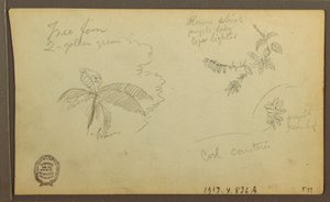Dessin, croquis botaniques ; Verso : croquis botaniques, 1857 - Frederic Edwin Church