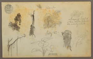 Dessin, Croquis botaniques de Colombie : Bambous, troncs et détails, juillet 1853 - Frederic Edwin Church