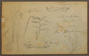 Dessin, Croquis botaniques du Rio Magalena, Colombie, mai 1853