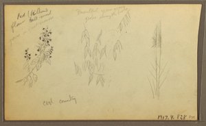Dessin, croquis botaniques, maison ; croquis botaniques, 1857