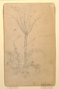 Dessin, études botaniques d