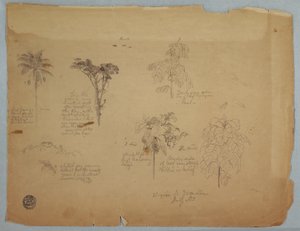Dessin, Études botaniques avec des perroquets volants, Boquia, Colombie, juillet 1853 - Frederic Edwin Church