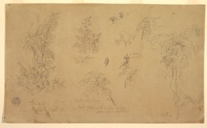 Dessin, Esquisses botaniques, " près de Jorje ", 23 juillet 1857 - Frederic Edwin Church