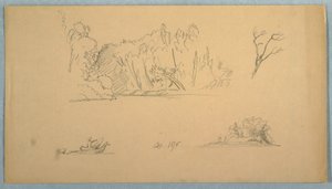 Dessin, Esquisses botaniques : arbre, arbres au bord de l