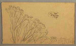Dessin, arbres en forme de buisson, peut-être 1865-66