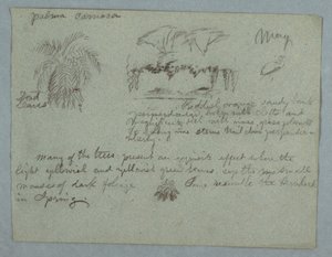 Dessin, palmier Camaca, groupe d