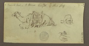 Dessin, études sur les chameaux, 2 mars 1868