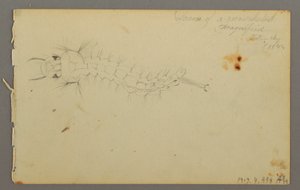 Dessin, étude de nuages, 1844 - Frederic Edwin Church