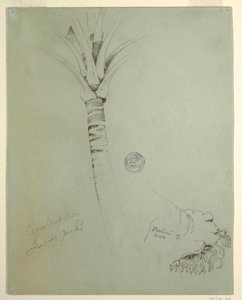 Dessin, cocotier, Jamaïque, juin 1865 - Frederic Edwin Church
