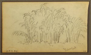 Dessin, vaches dans un paysage ; verso : bambou, 1857 - Frederic Edwin Church