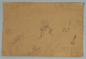 Dessin, Dessin.  Croquis botaniques et de nuages près de Quito, Équateur, 24 juin 1857 - Frederic Edwin Church