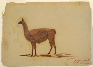 Dessin, Équateur, San Juan (Chimborazo), lama, septembre 1853 - Frederic Edwin Church