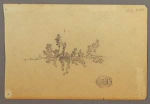 Dessin, arbre à feuilles persistantes, 1844 - Frederic Edwin Church
