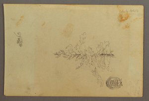 Dessin, arbre à feuilles persistantes, 1844