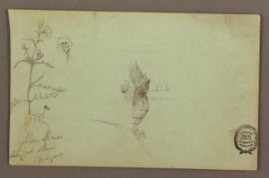 Dessin, plante à fleurs et rocher entre les chutes américaine et canadienne à Niagara, peut-être 1858 - Frederic Edwin Church