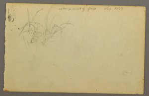 Dessin, Graminées, 1844 - Frederic Edwin Church