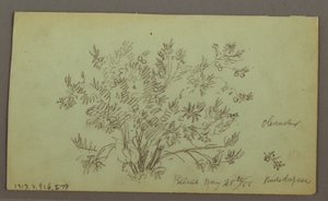 Dessin, tête d