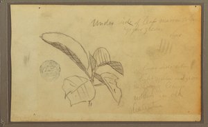 Dessin, feuilles, 1857 - Frederic Edwin Church