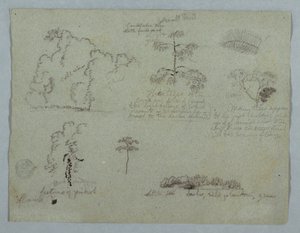 Dessin, études de la nature, y compris un arbre à chandeliers avec un paresseux, Rio Magdalena, Colombie, mai 1853 - Frederic Edwin Church