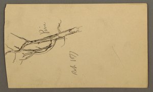 Dessin, pin, septembre 1877 - Frederic Edwin Church